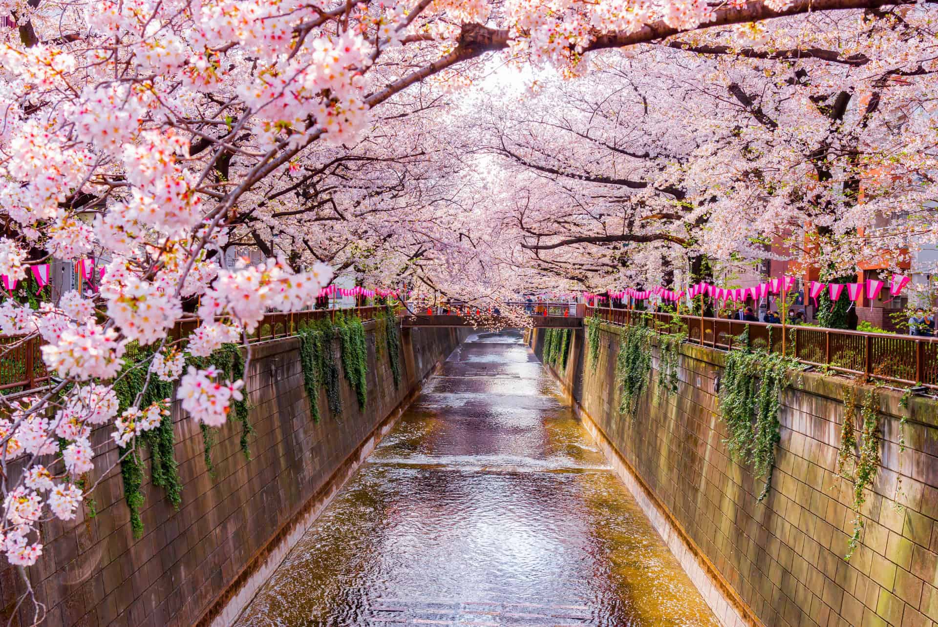 floraison des sakuras a nakameguro tokyo floraison des sakuras a nakameguro tokyo