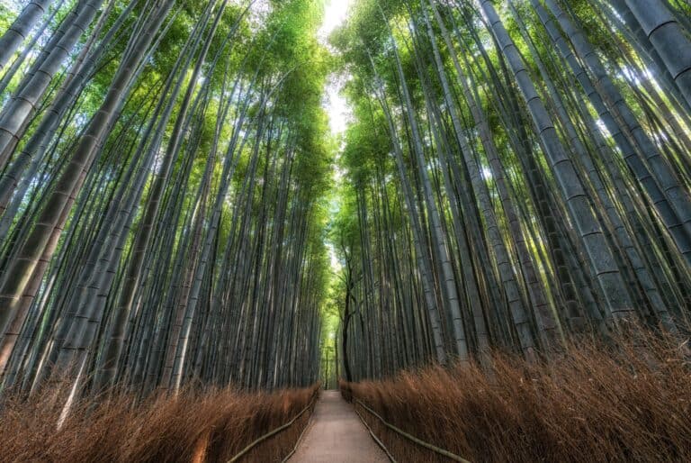 Visiter d'Arashiyama et de la bambouseraie