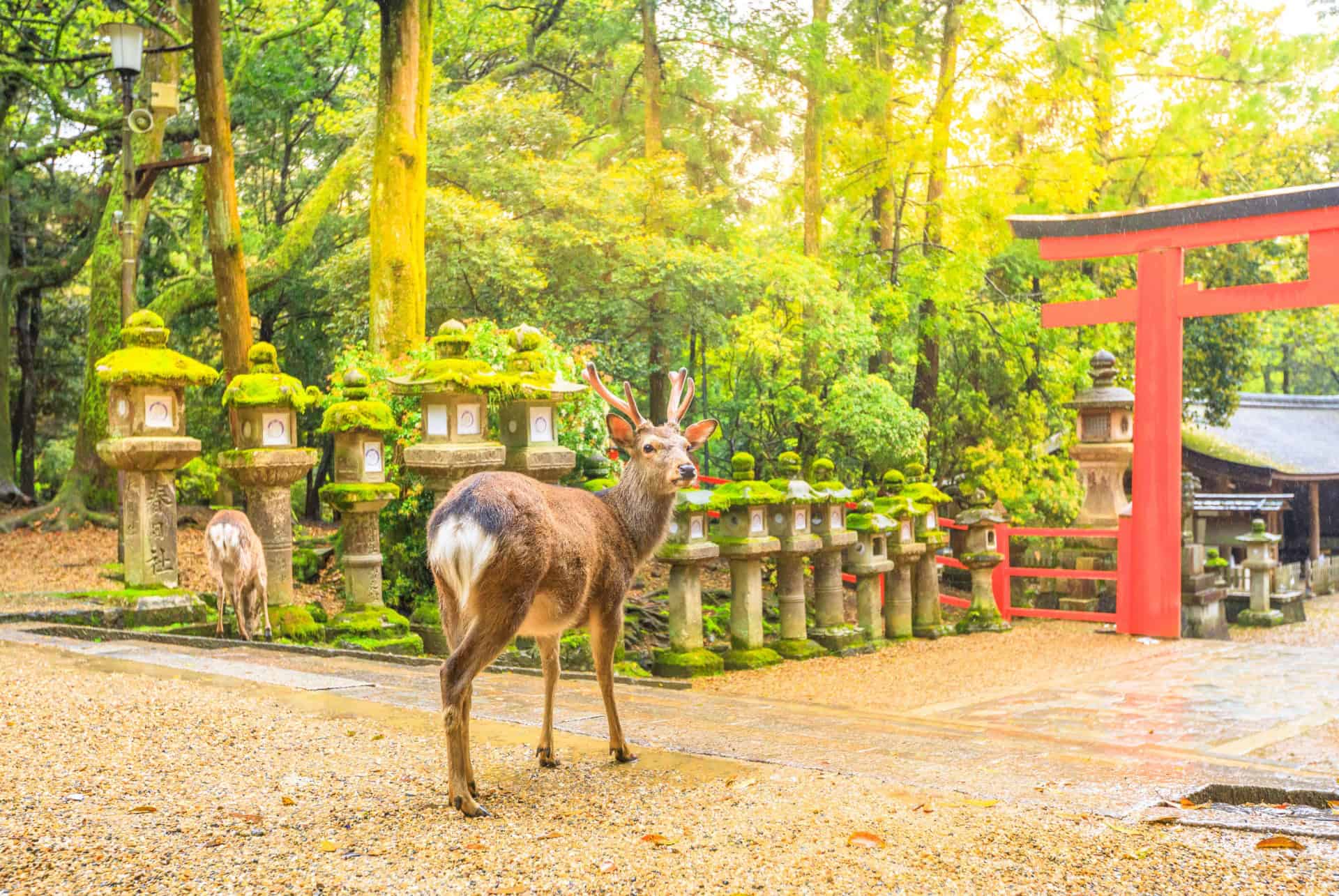 cerf nara que faire kyoto