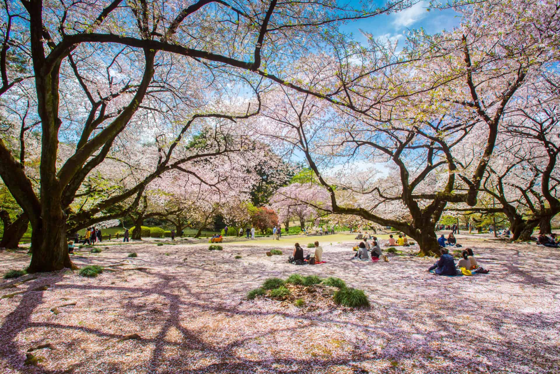 fleurs de cerisiers parc tokyo fleurs de cerisiers parc tokyo