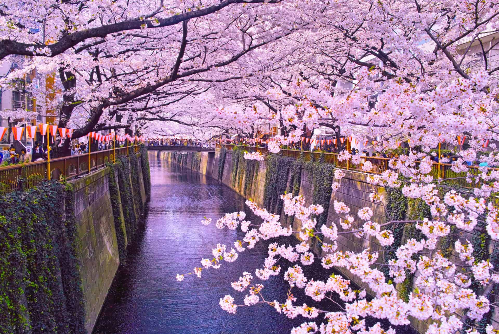 hanami japon au printemps hanami japon au printemps