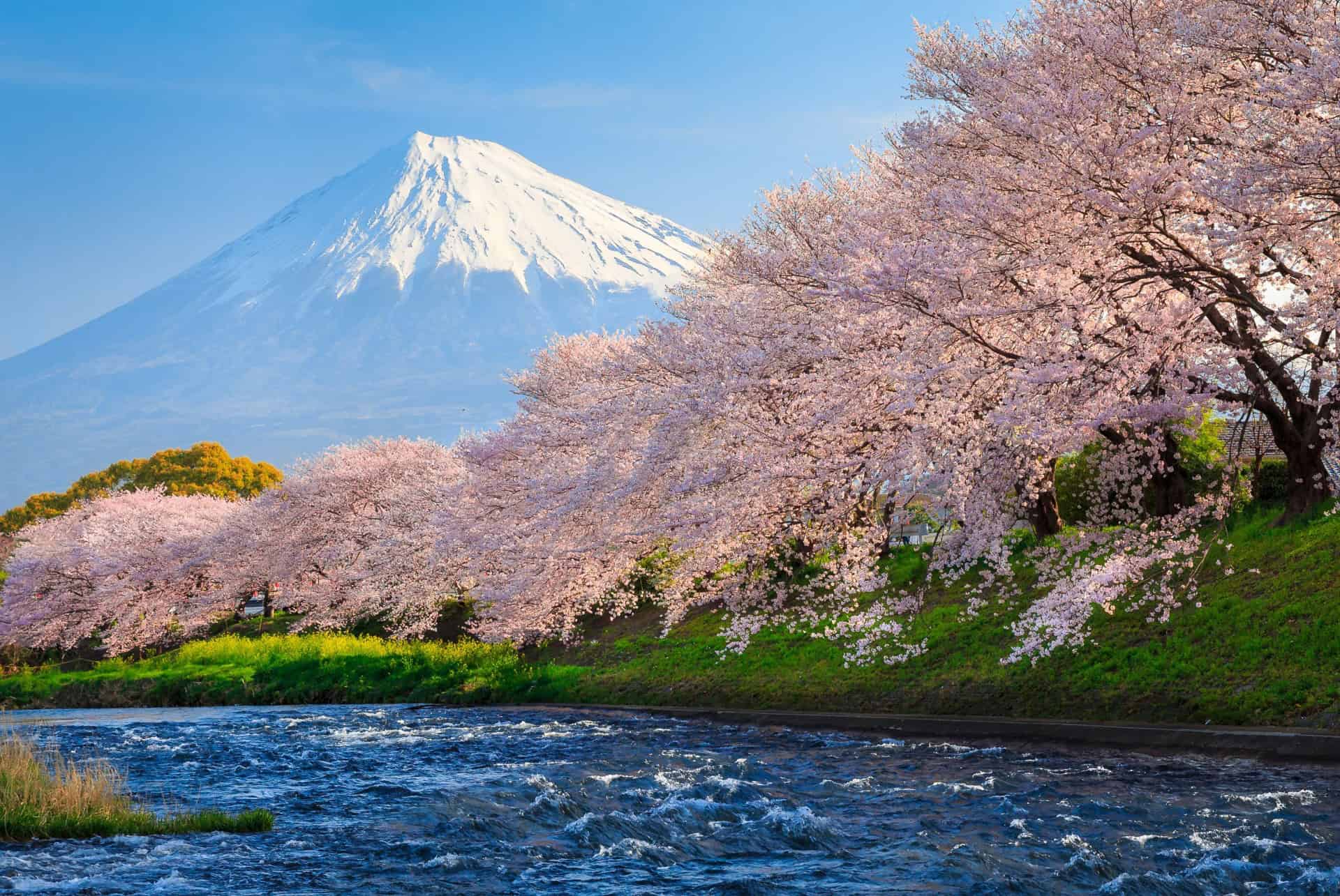 japon au printemps hanami