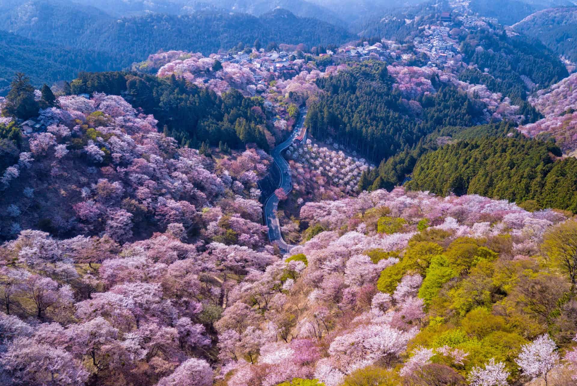 mont yoshino sakuras