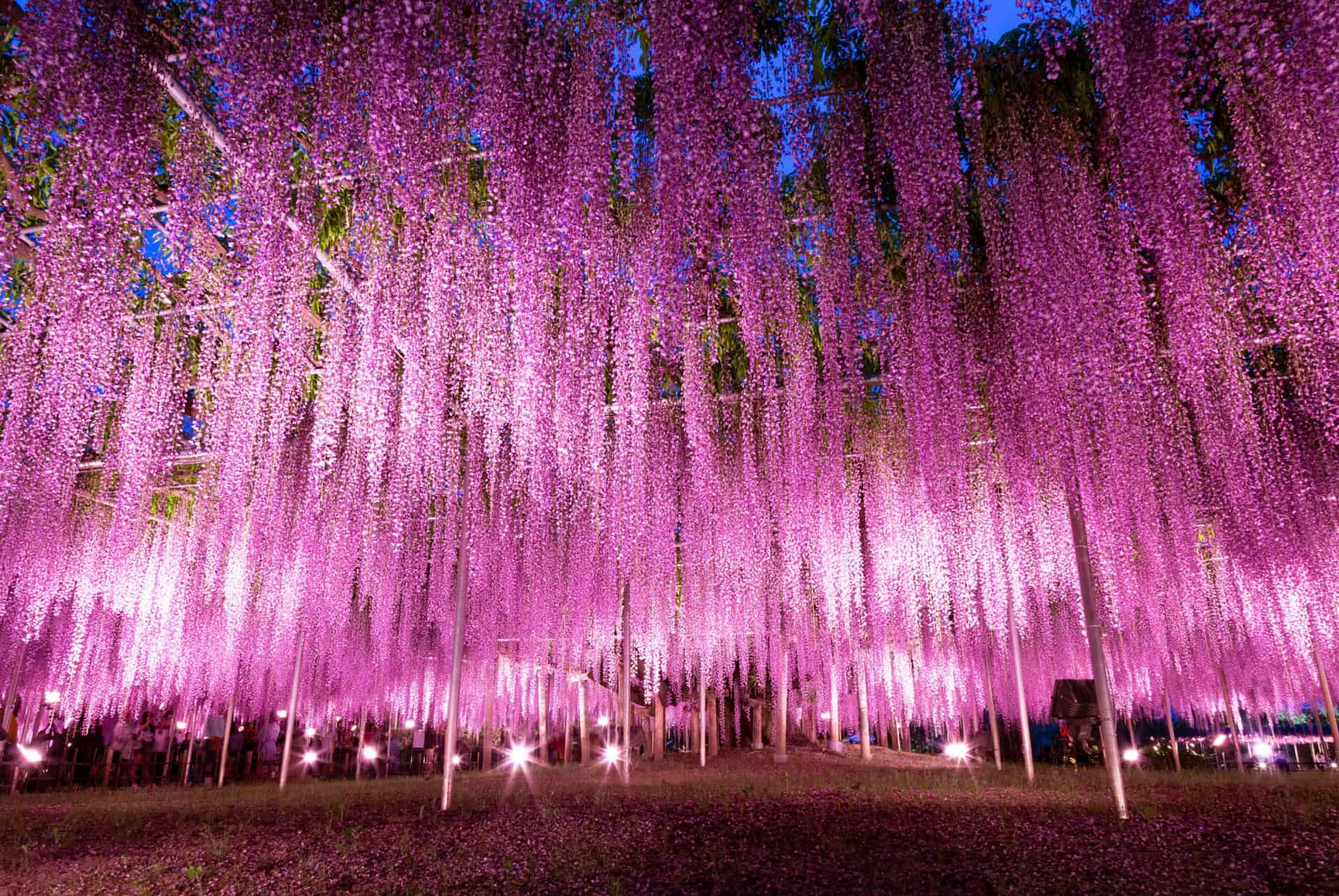 parc ashikaga fukoka