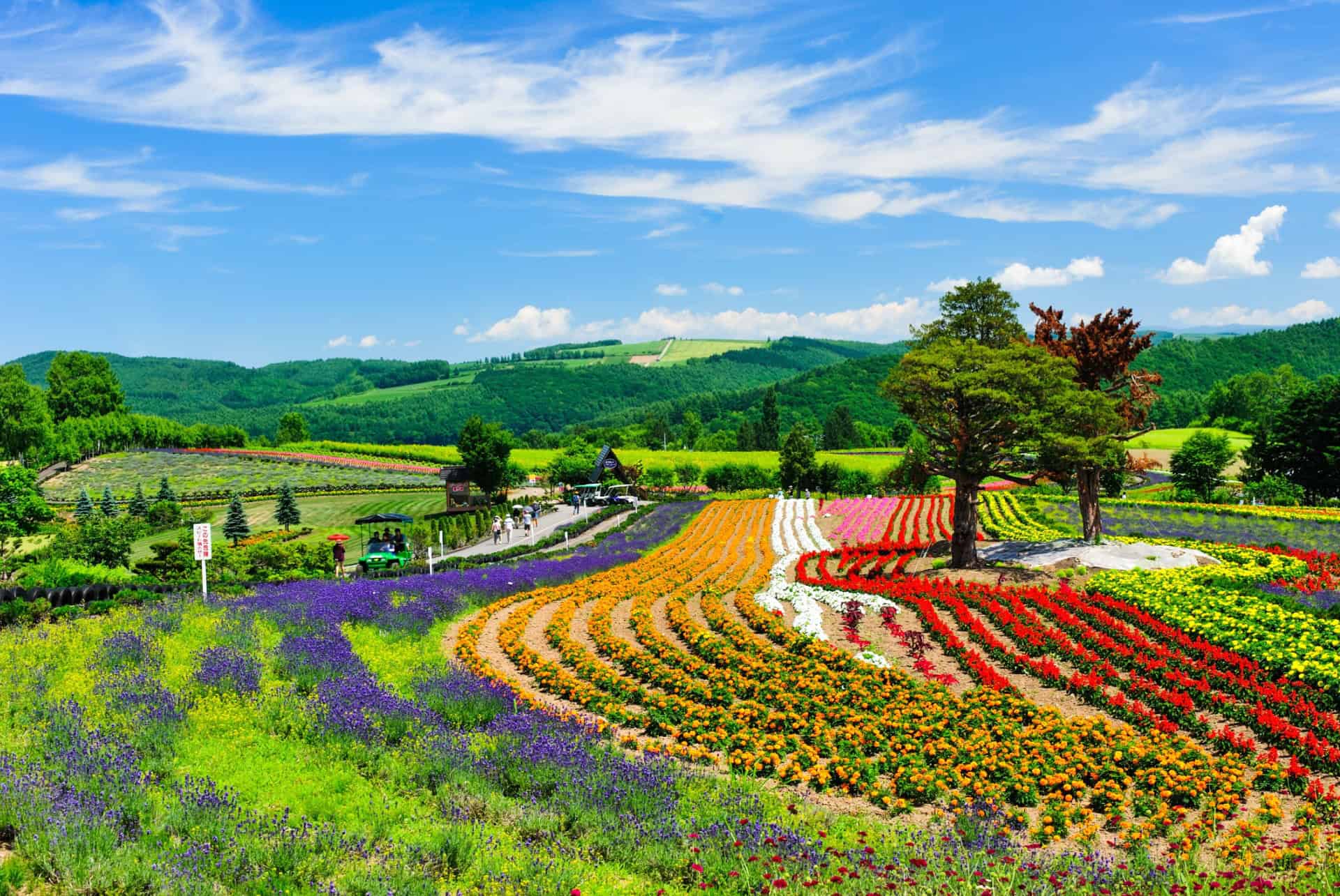 visiter le japon au printemps