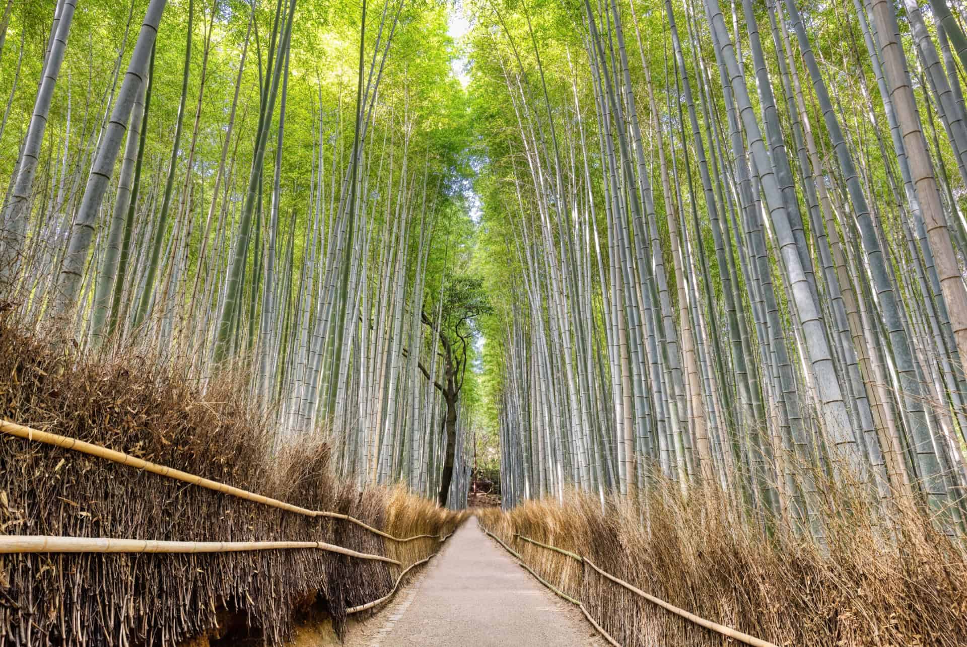 bambouseraie arashiyama