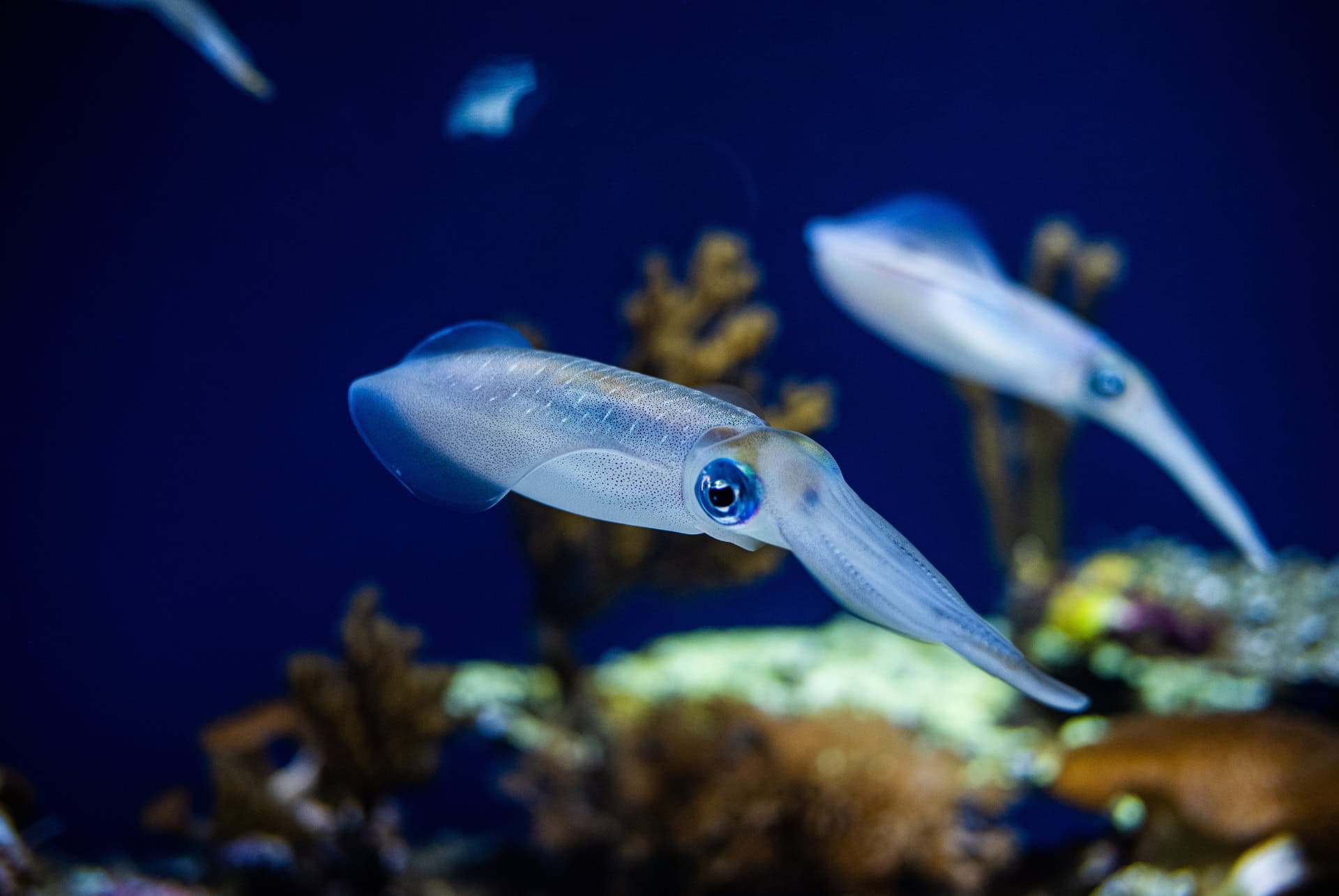 calamar bioluminescent