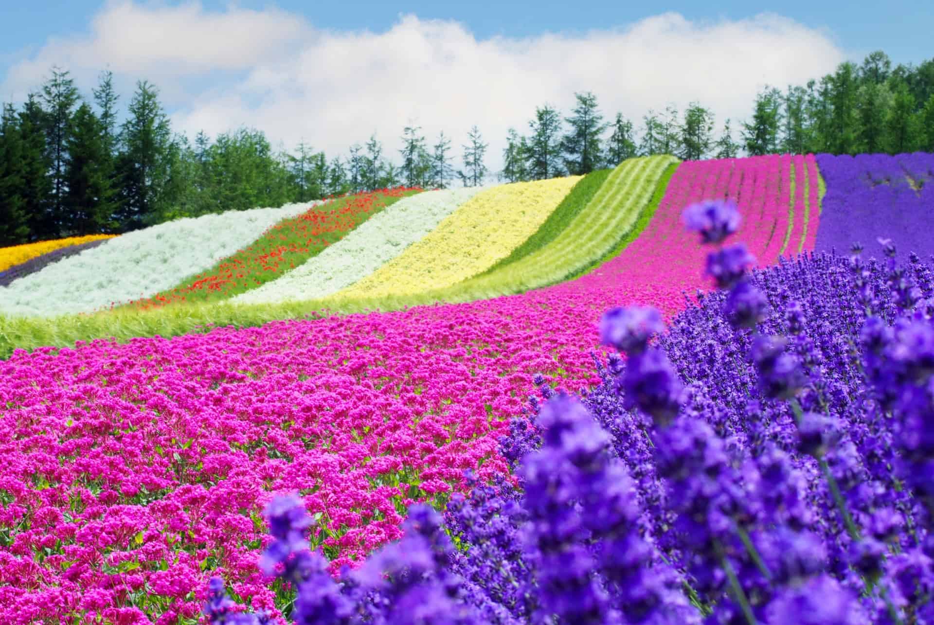 champ de fleurs ferme tomita furano champ de fleurs ferme tomita furano