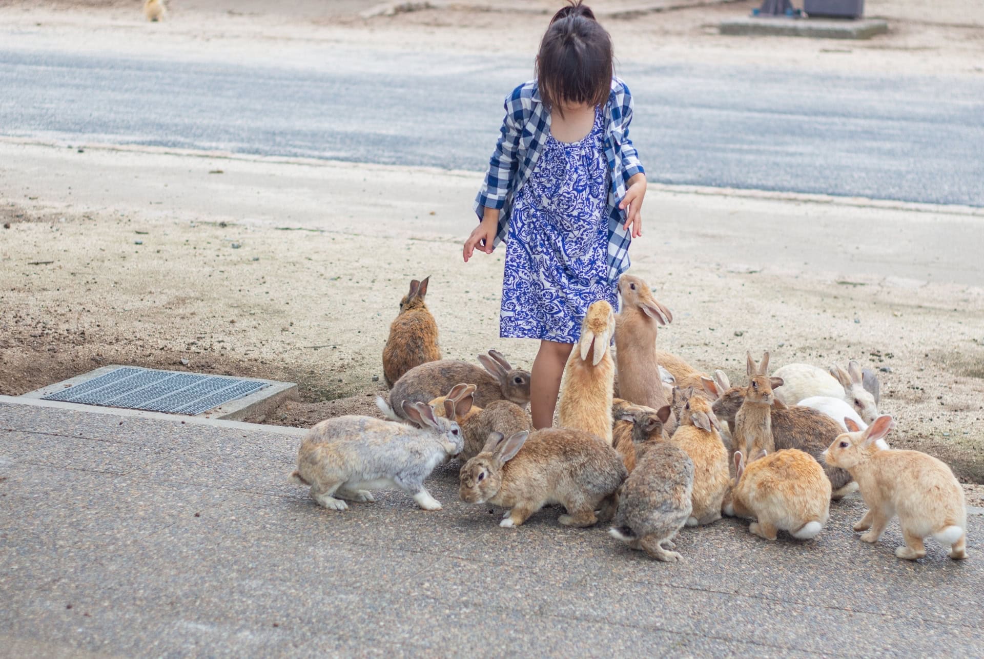 groupe de lapins sur ile de okunoshima