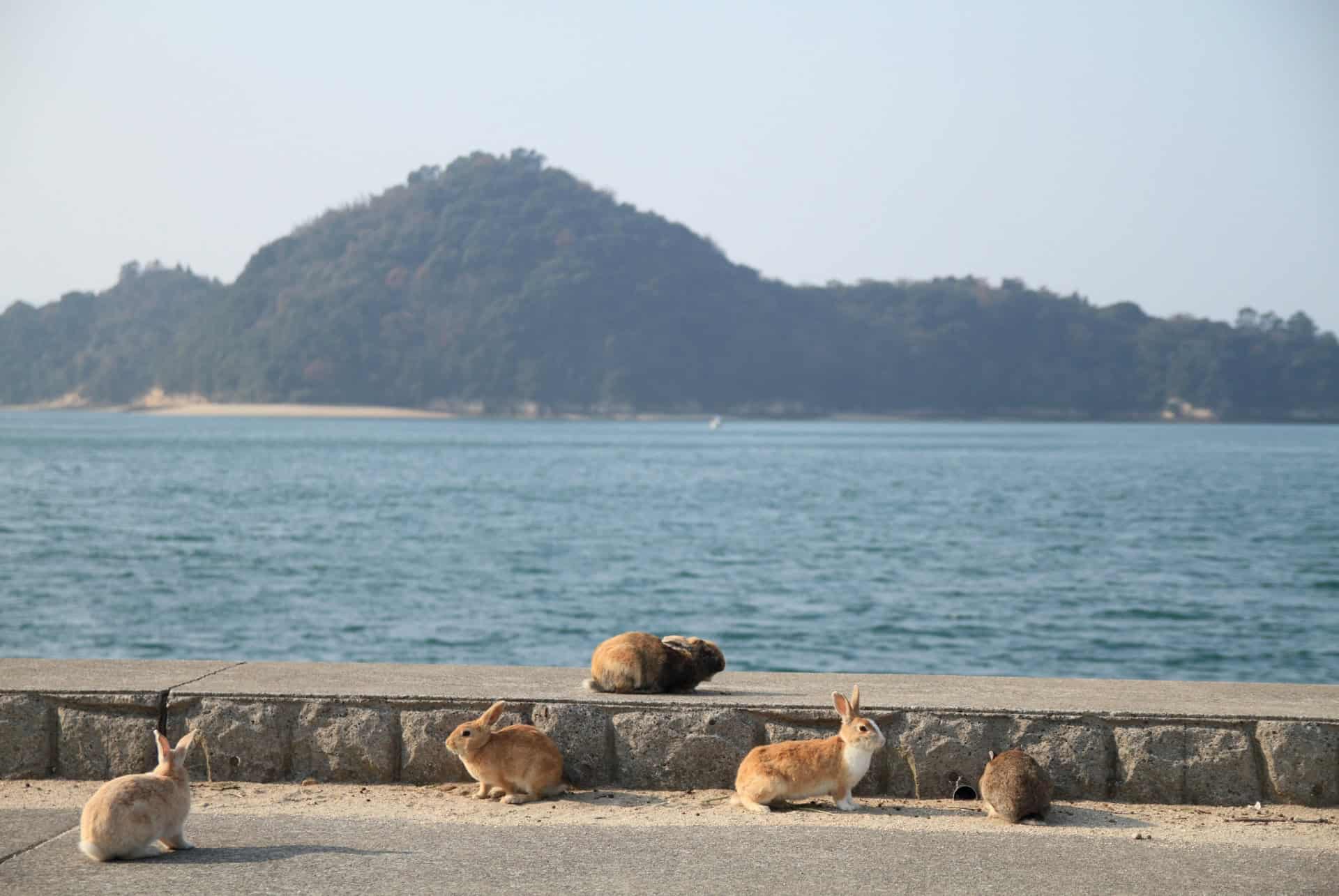 japon en aout lapins sur le front de mer a okunoshima