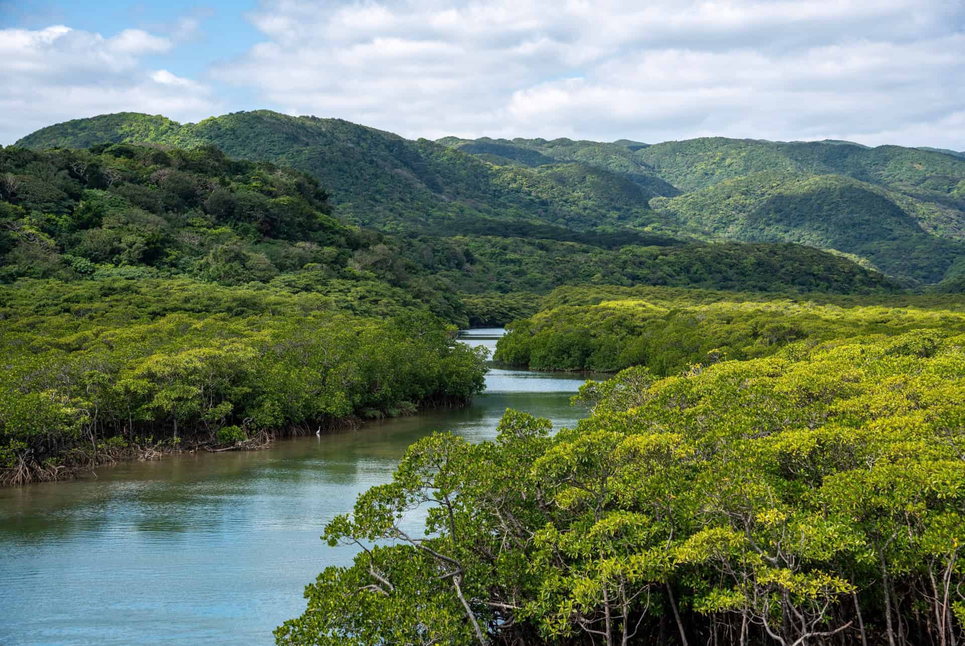 plus belles iles du japon iriomote okinawa foret de mangroves