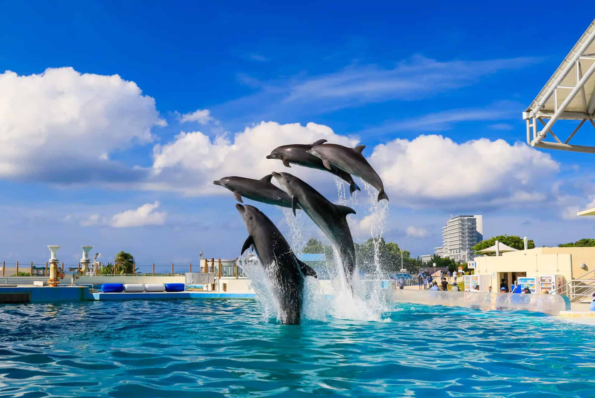 aquarium churaumi okinawa aquarium churaumi okinawa