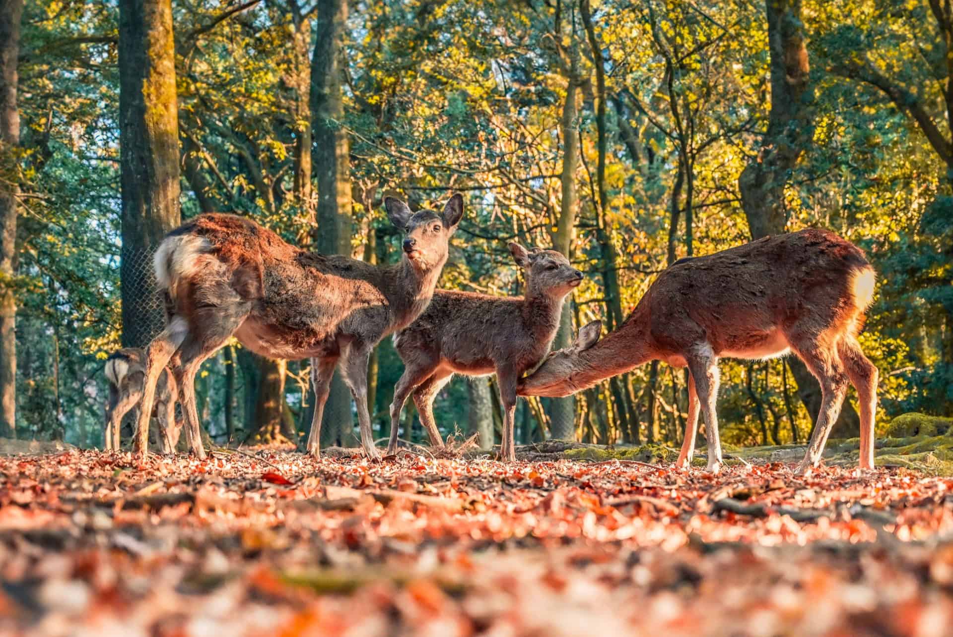 parc de nara en automne parc de nara en automne