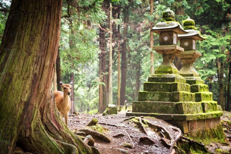 Visite guidée du parc de Nara