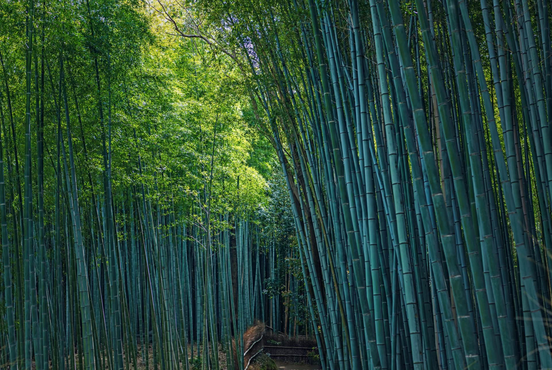 arashiyama bambouseraie arashiyama bambouseraie