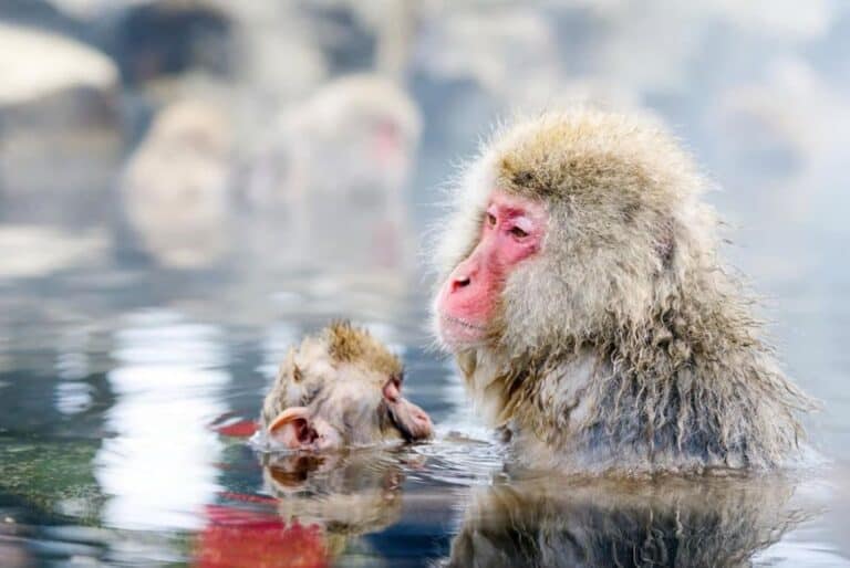 Parc des singes des neiges et temple Zenkoji
