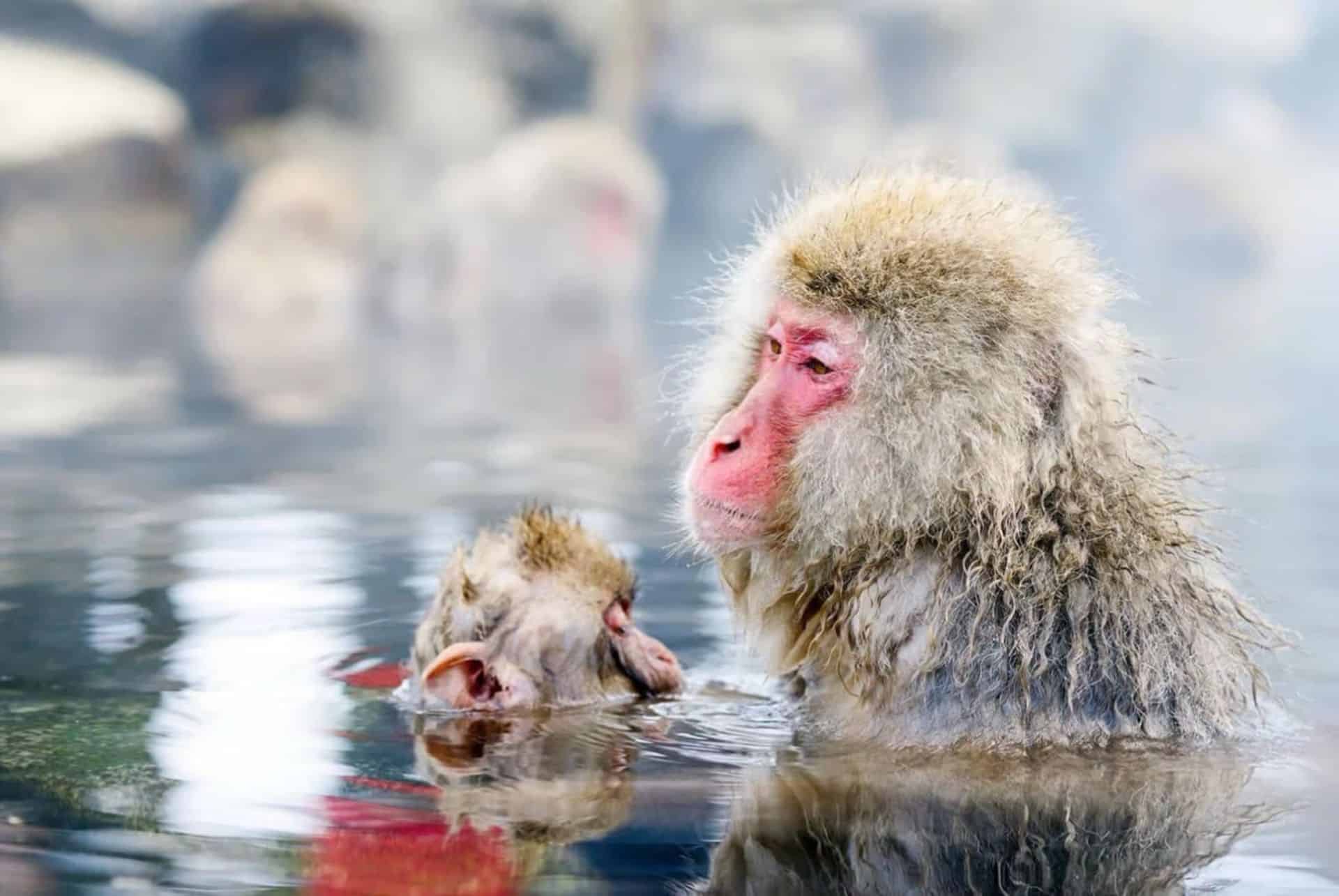 singes des neiges