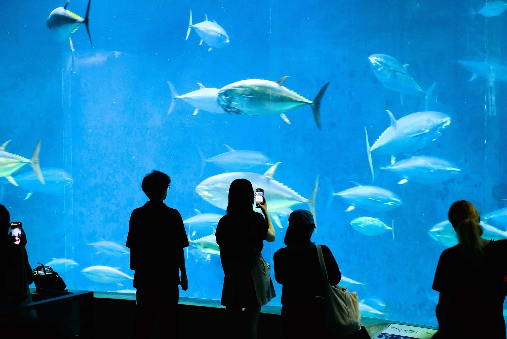 aquarium sea life tokyo