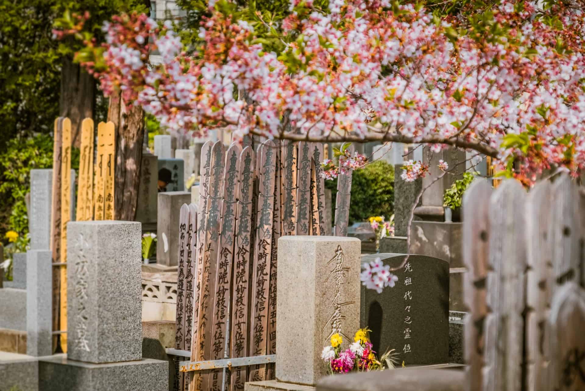 cimetiere yanaka cerisiers cimetiere yanaka cerisiers