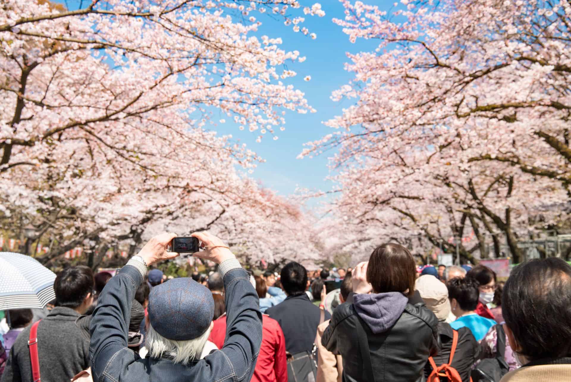 hanami au japon parc d ueno hanami au japon parc d ueno