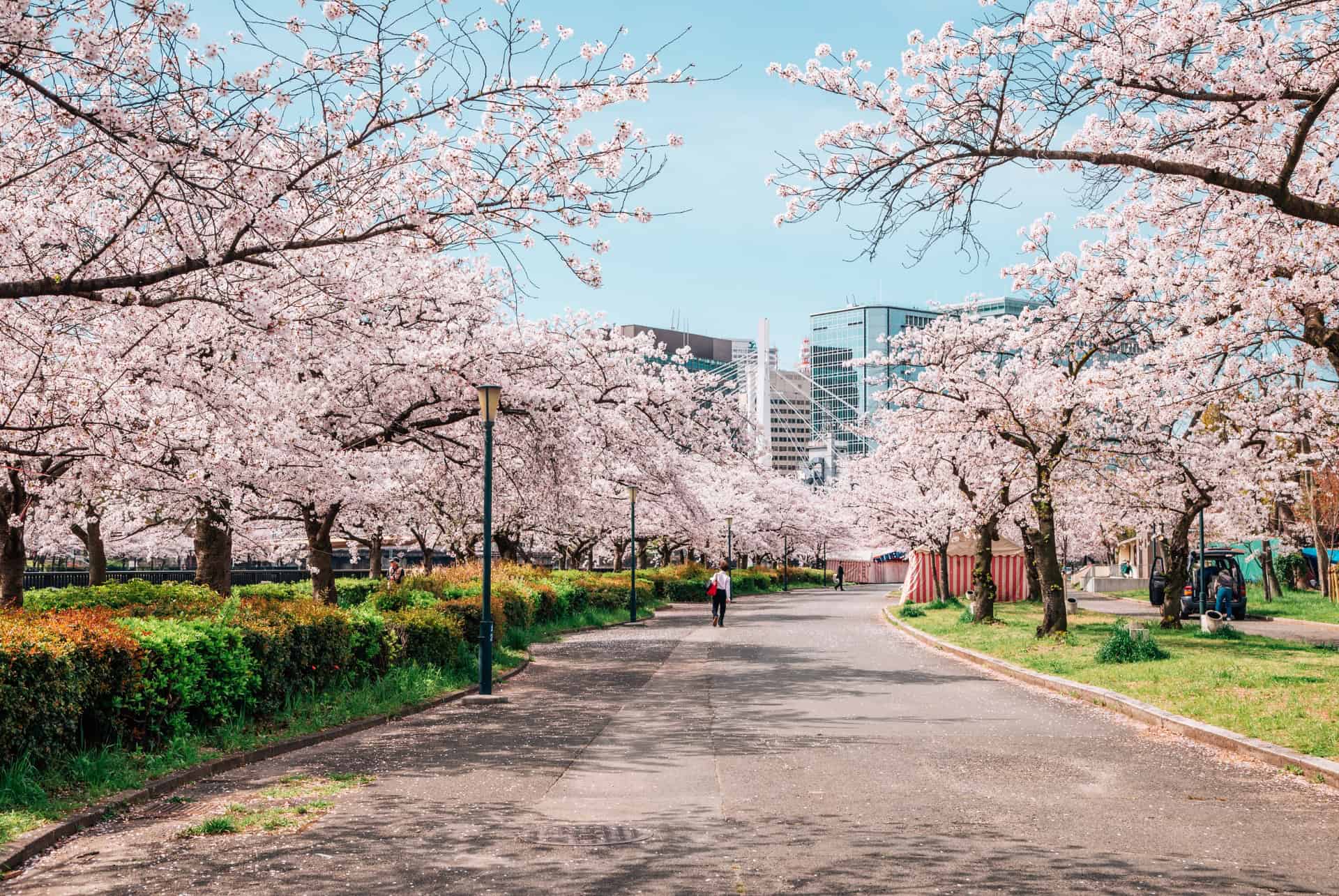 kema sakuranomiya park osaka cerisiers en fleurs à osaka kema sakuranomiya park osaka