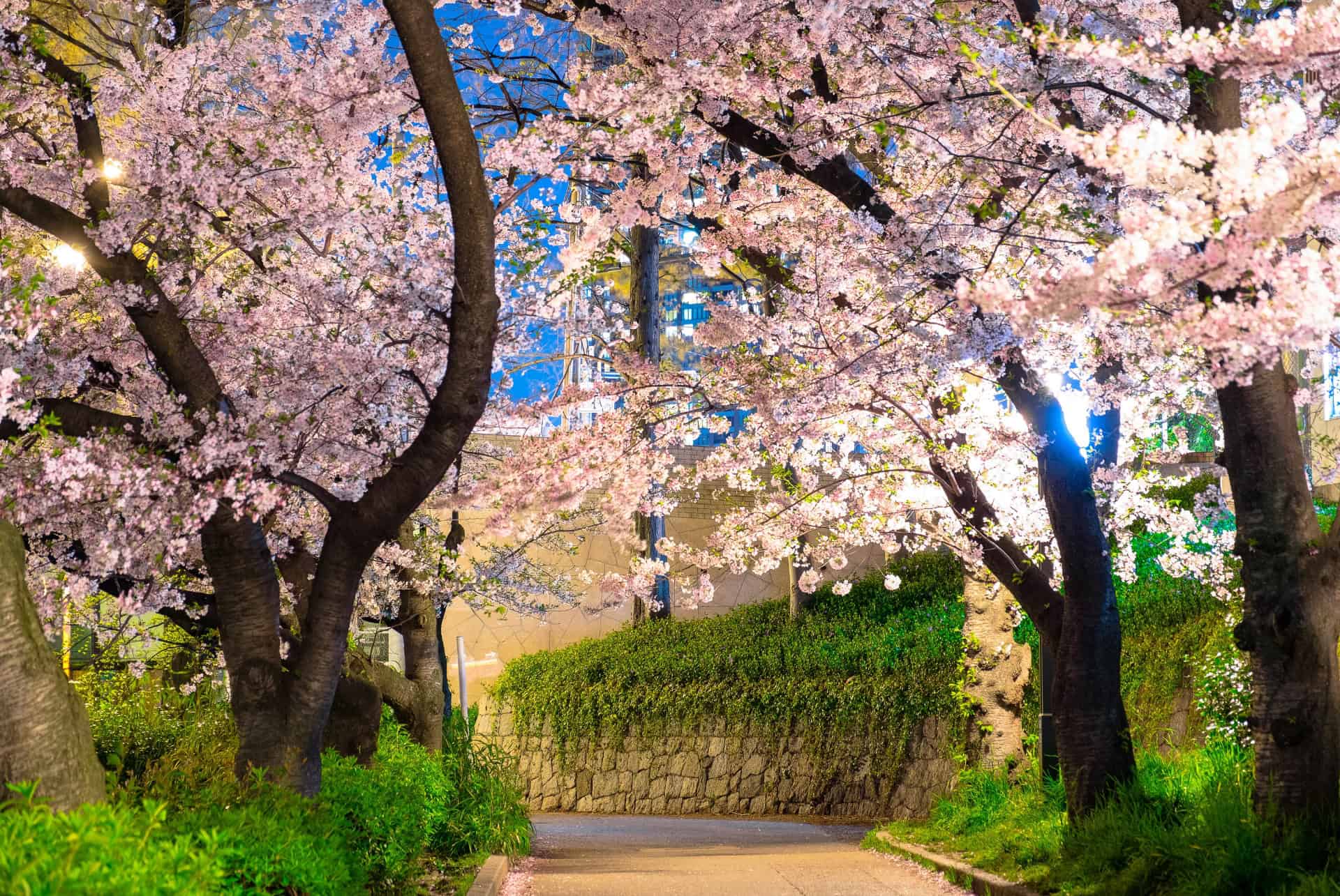 kema sakuranomiya park kema sakuranomiya park