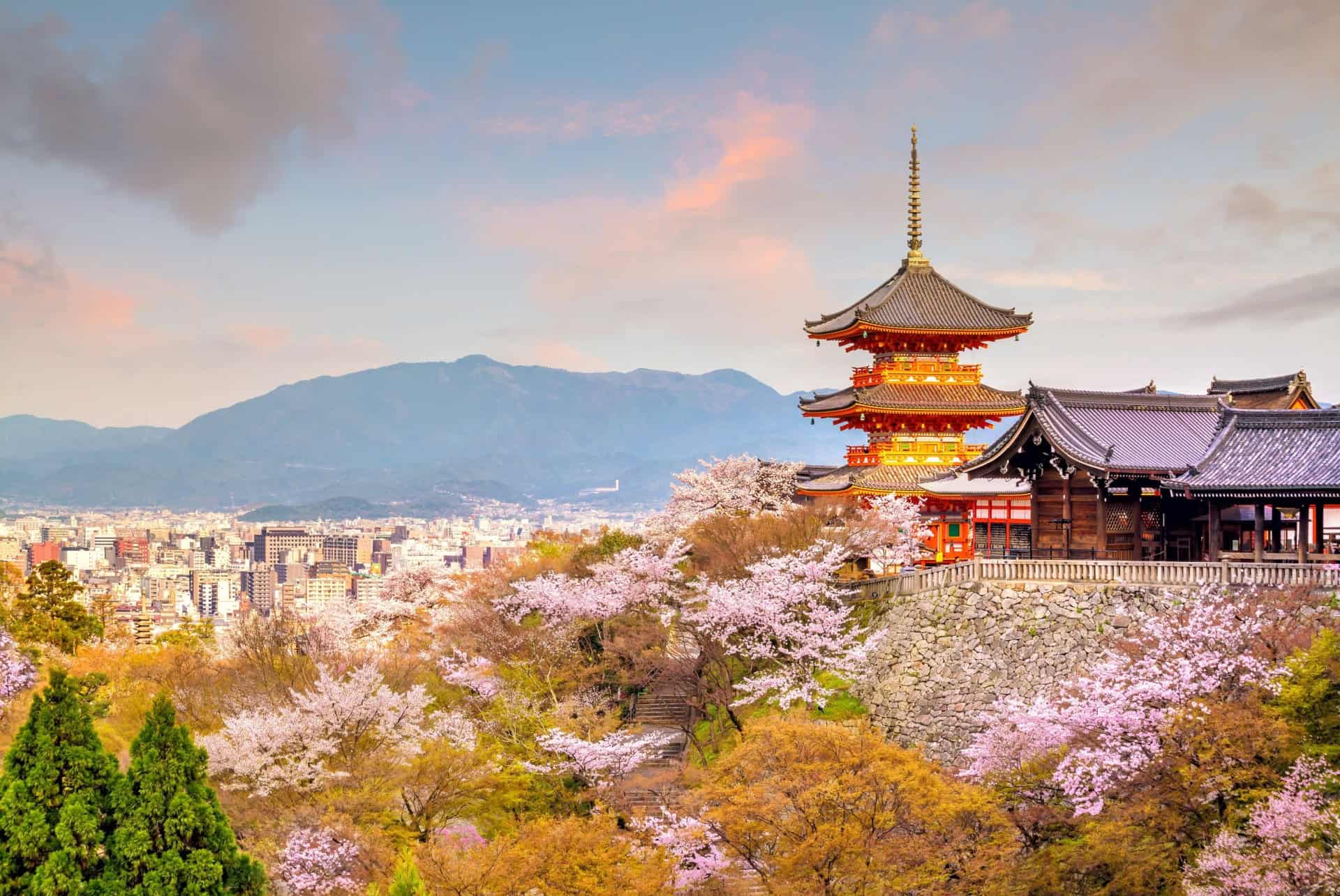 kiyomizu dera cerisiers fleurs kyoto