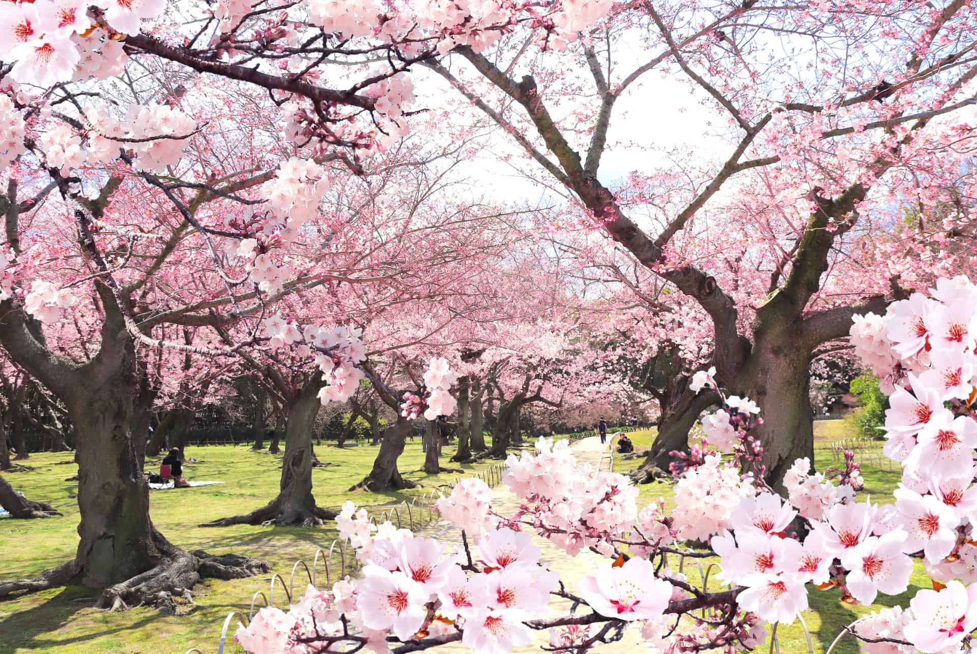 koishikawa korakuen cerisiers tokyo koishikawa korakuen cerisiers tokyo