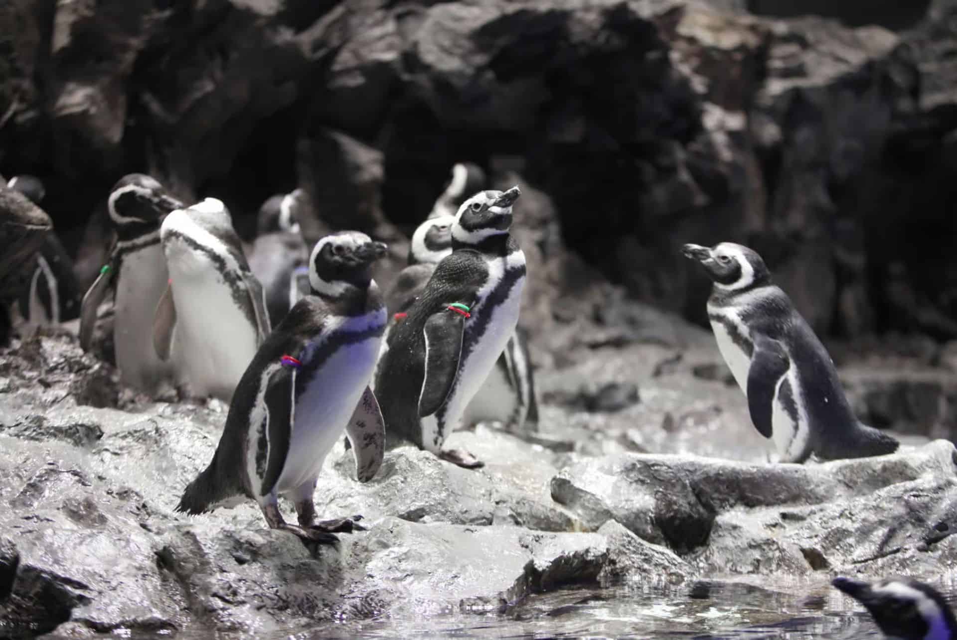 manchots sumida aquarium manchots sumida aquarium