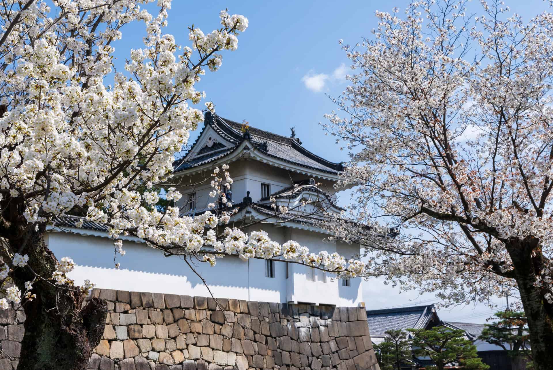 nijo sakuras nijo sakuras