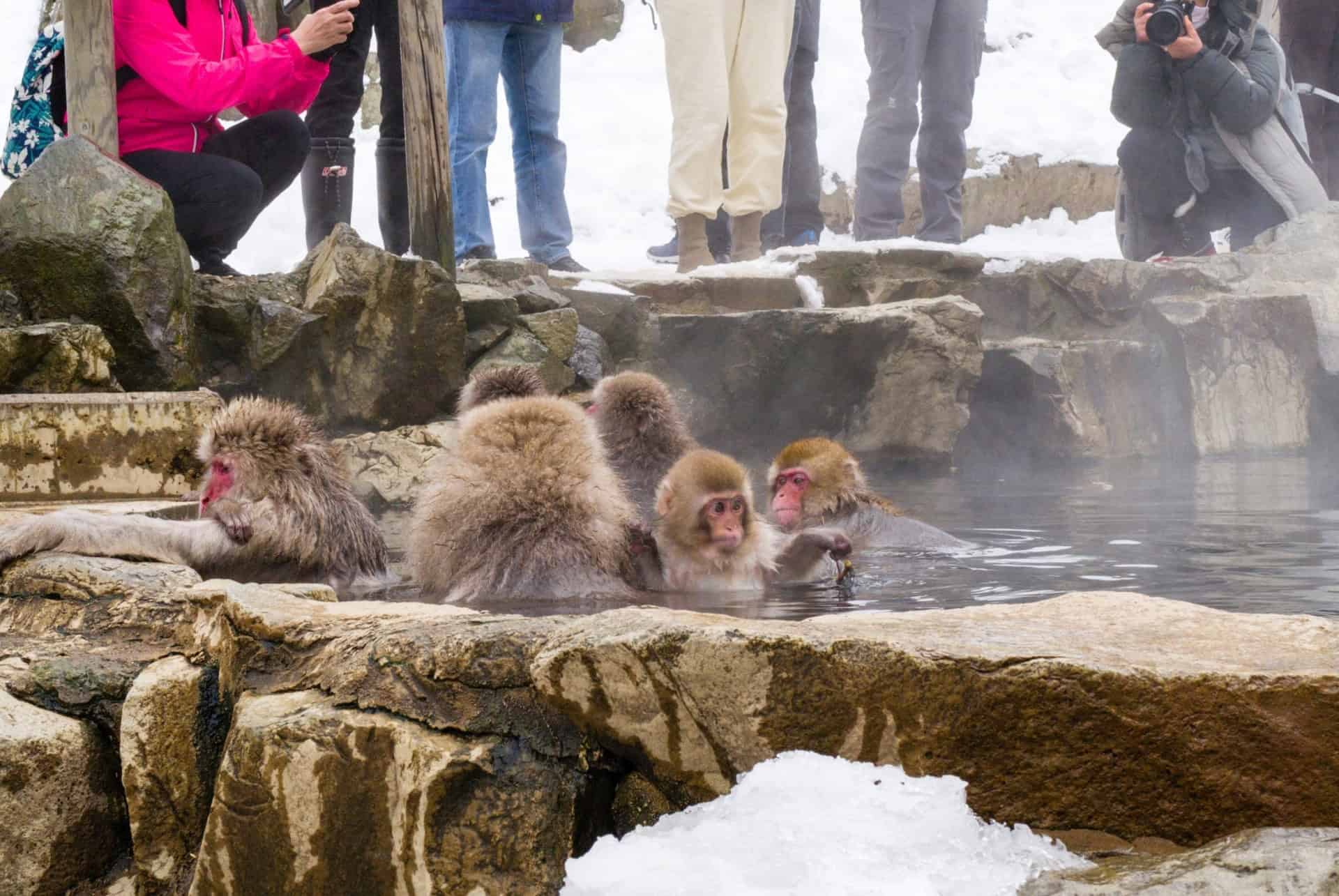 parc jigokudani