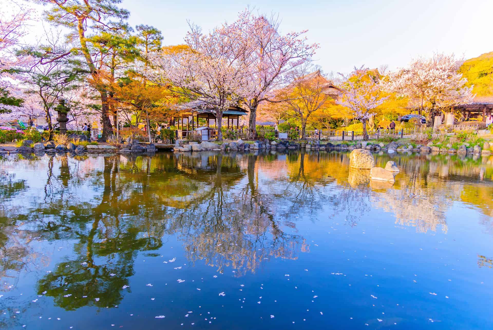 parc maruyama kyoto hanami au japon parc maruyama kyoto hanami au japon