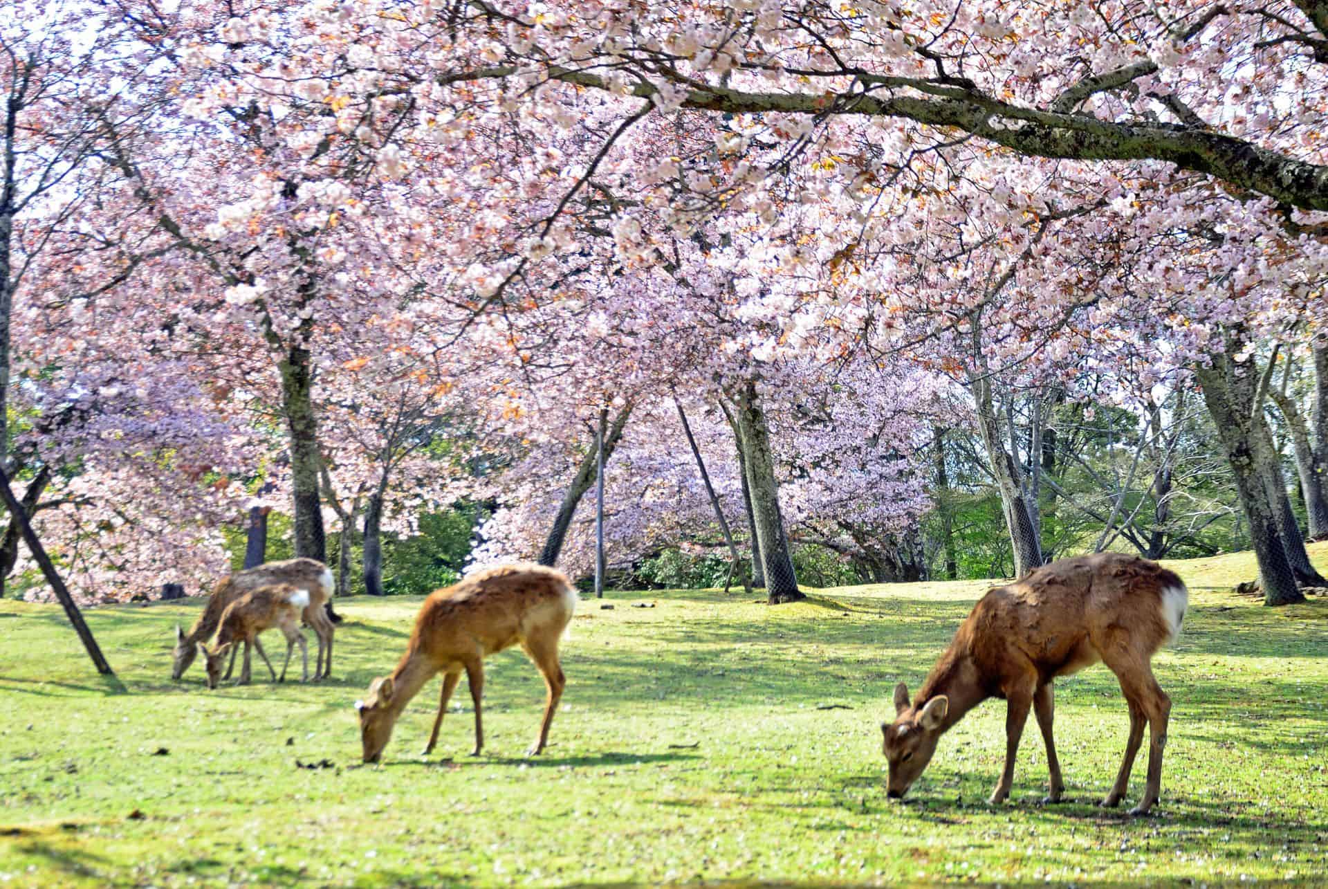 parc nara hanami au japon parc nara hanami au japon