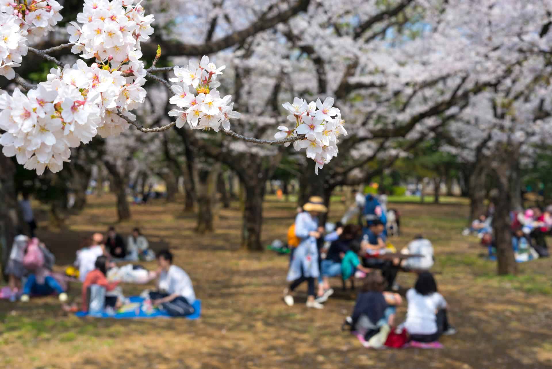 parc yoyogi cerisiers tokyo parc yoyogi cerisiers tokyo