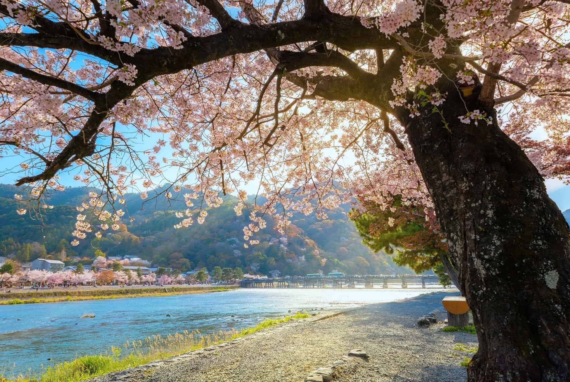 pont togetsukyo cerisiers fleurs kyoto