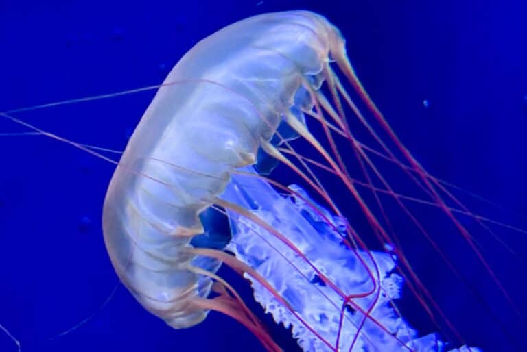 Entrée au Sumida Aquarium