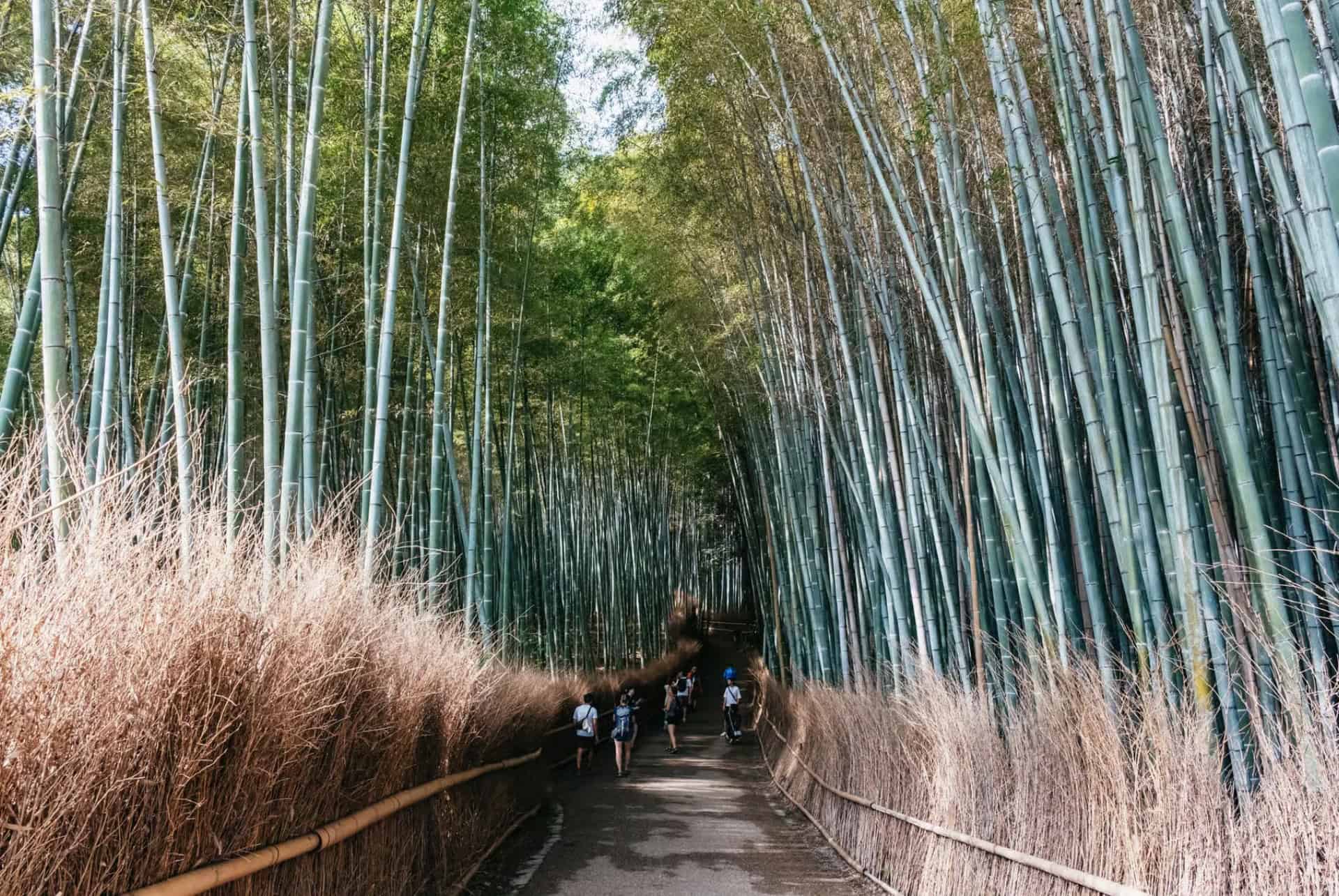 visite guidee temples de kyoto