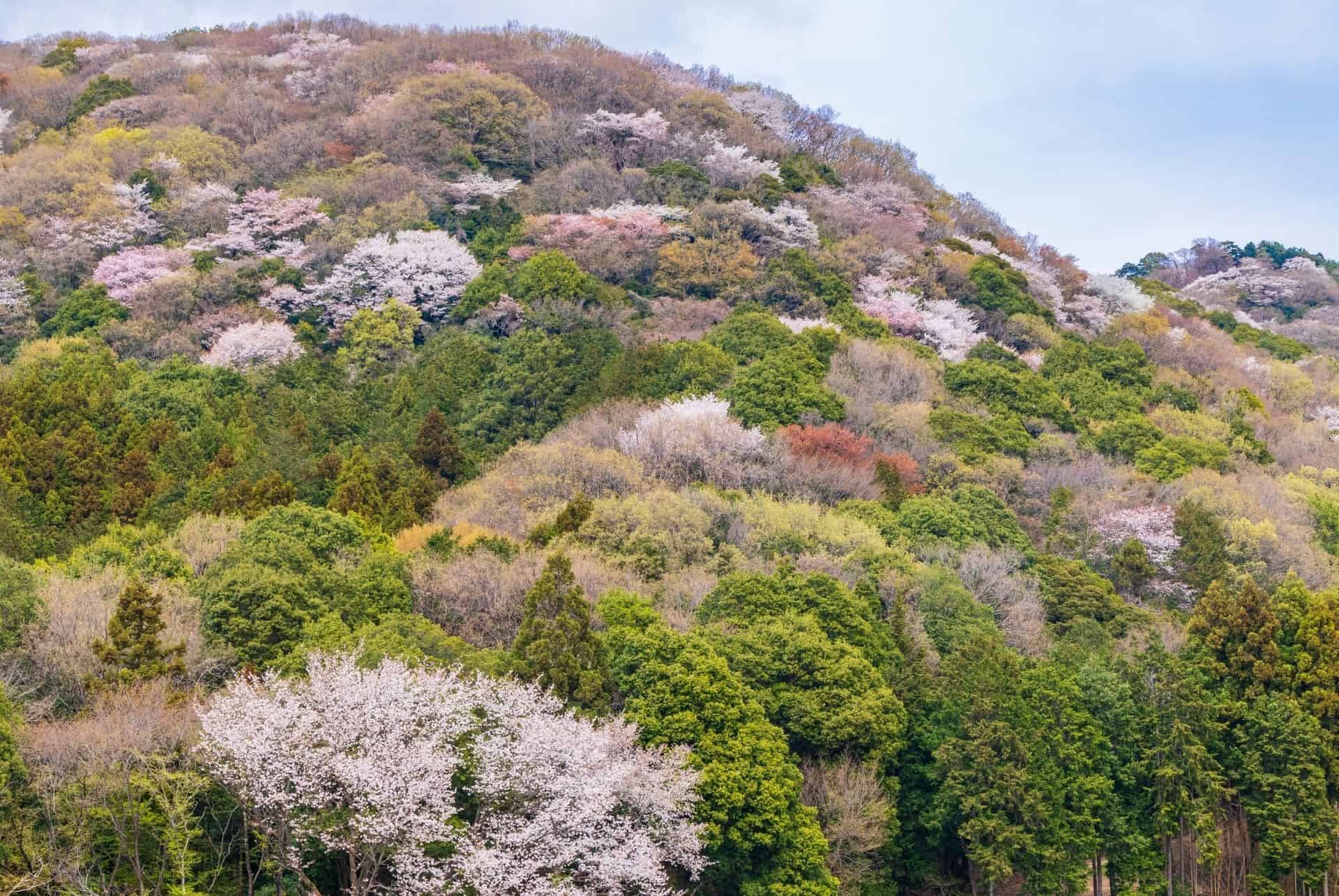 yamazakura hanami au japon yamazakura hanami au japon