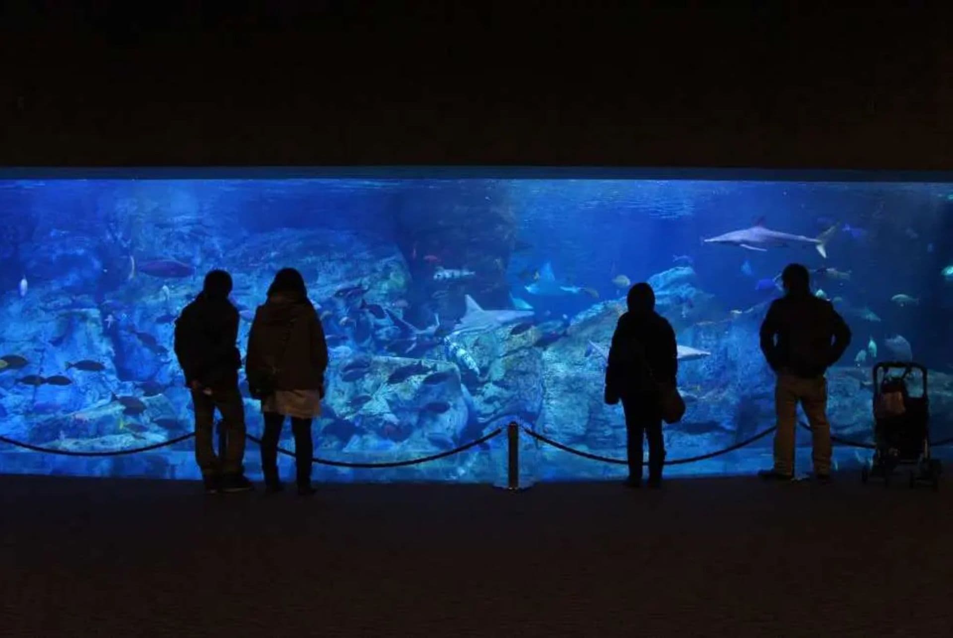 aquarium umitamago que faire a oita aquarium umitamago que faire a oita