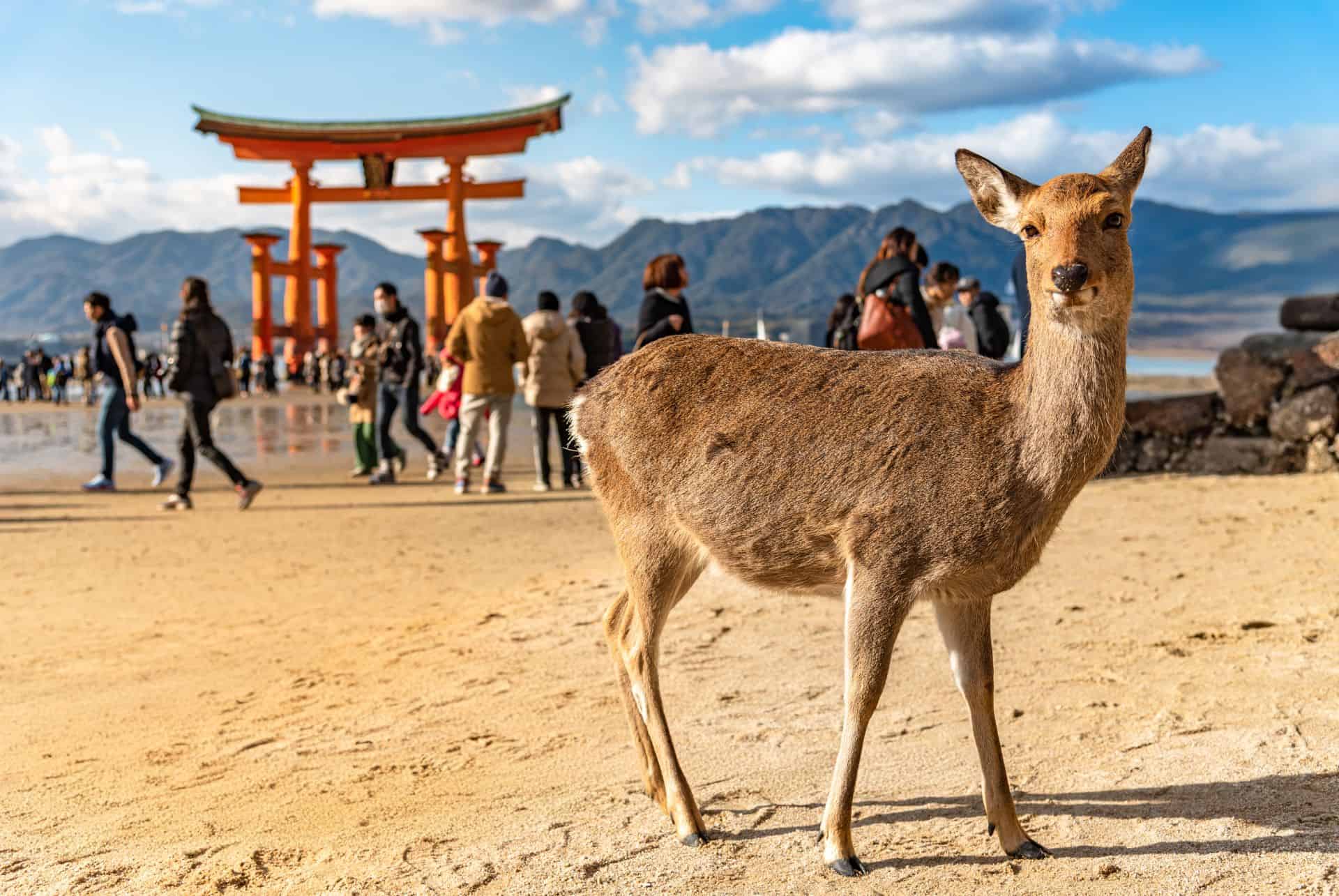 cerf shika miyajima