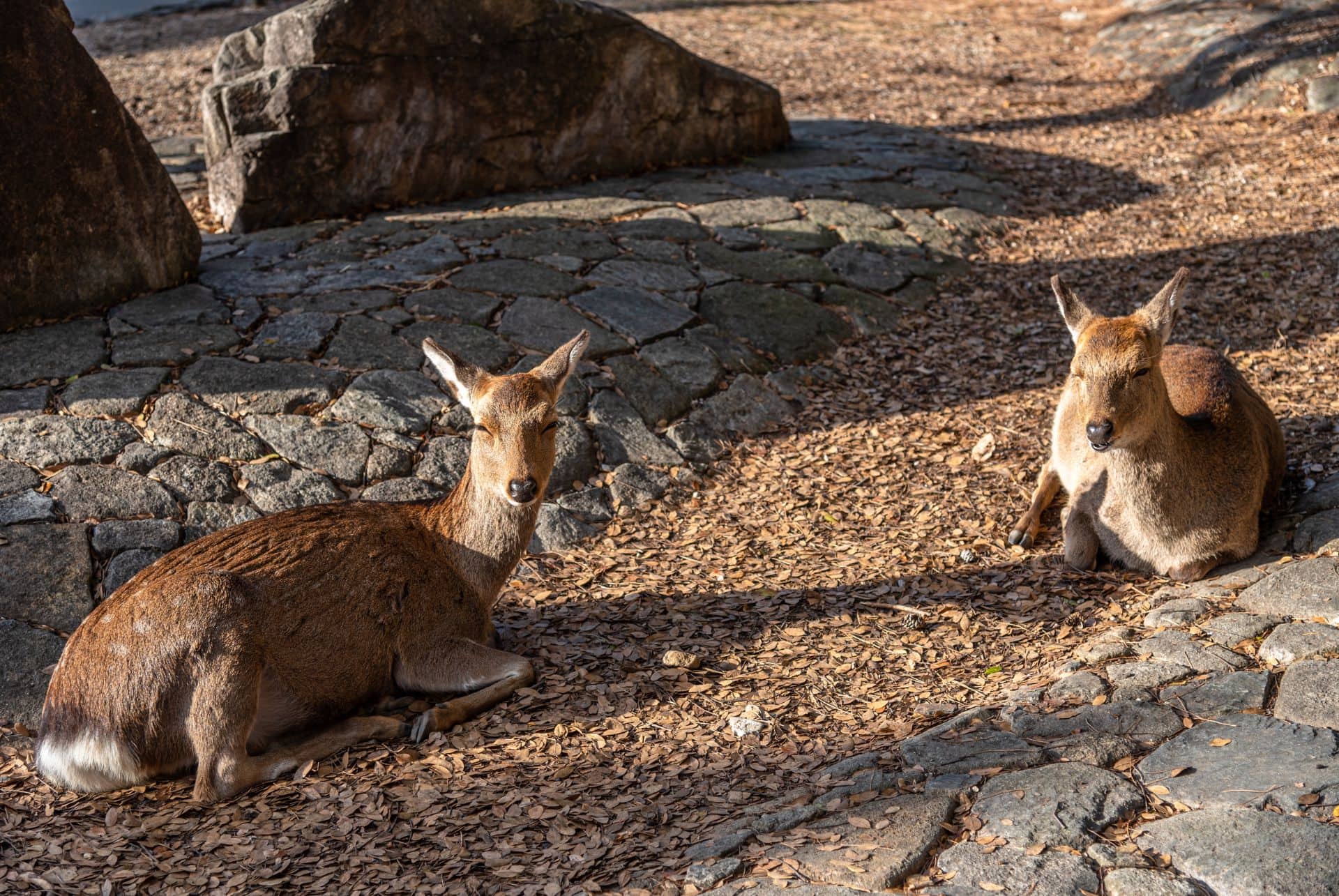 cerfs shika