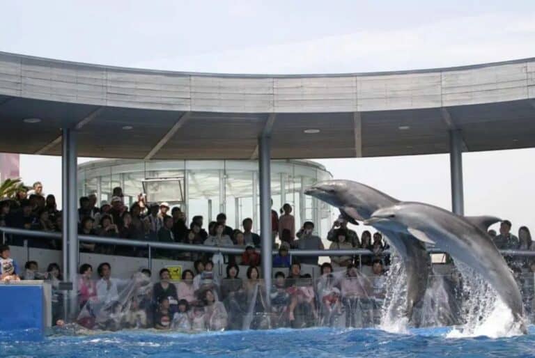 Aquarium Umitamago : billet d'entrée