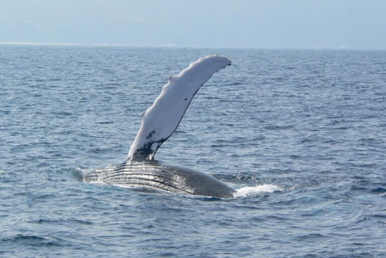 Excursion d'une demi-journée pour l'observation de baleines aux îles Kerama