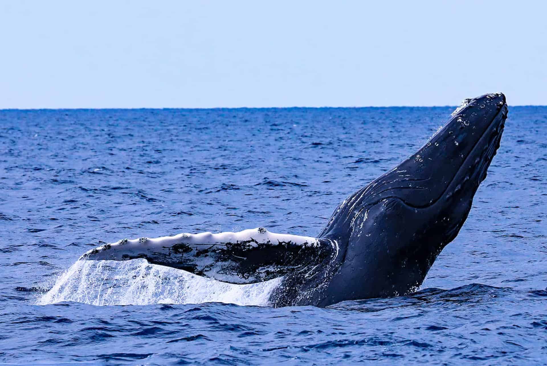 observation des baleines iles kerama
