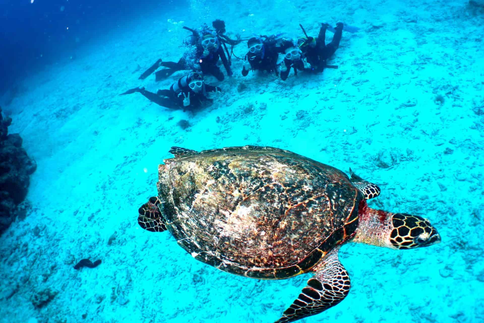 tortue iles kerama