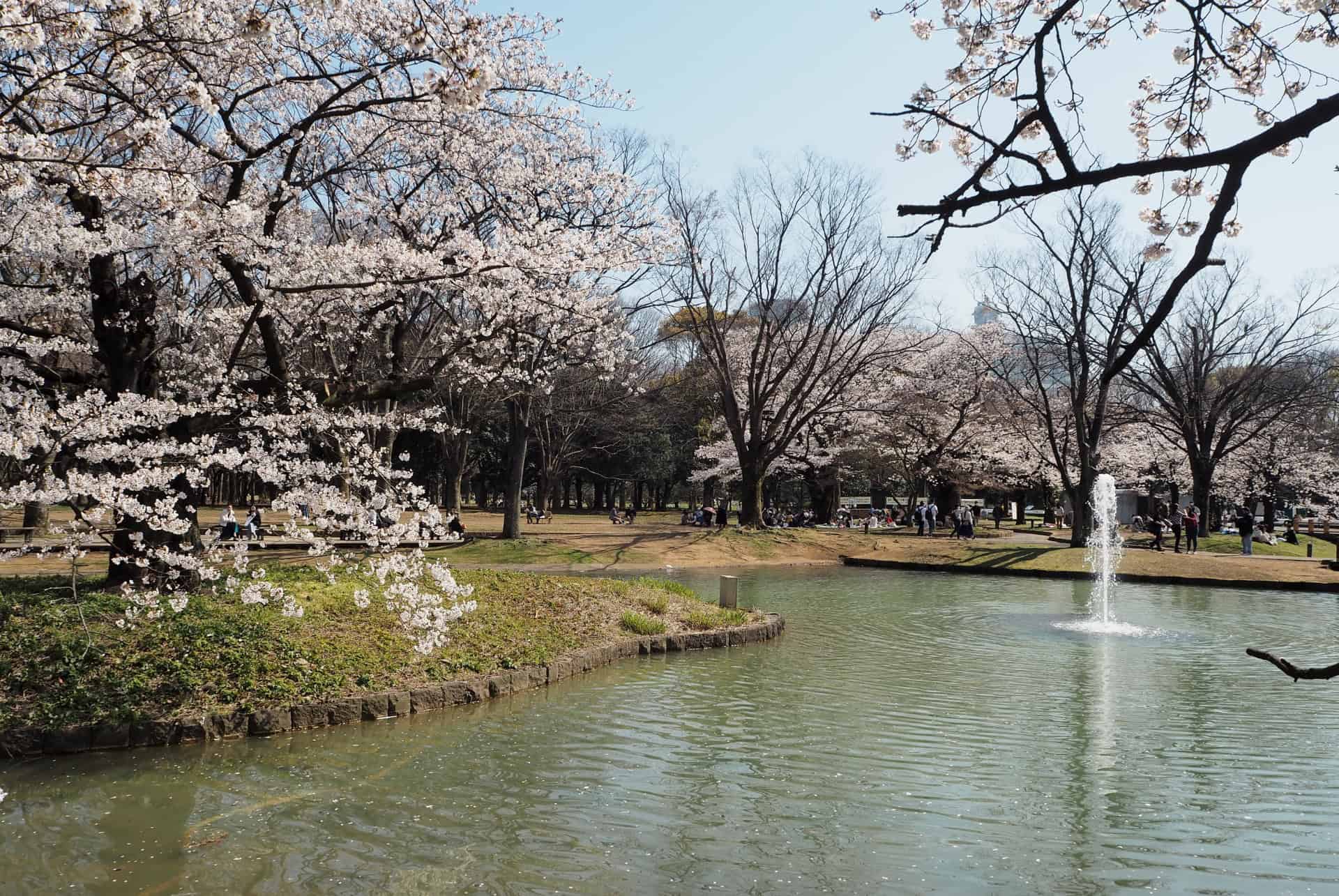 yoyogi park tokyo printemps