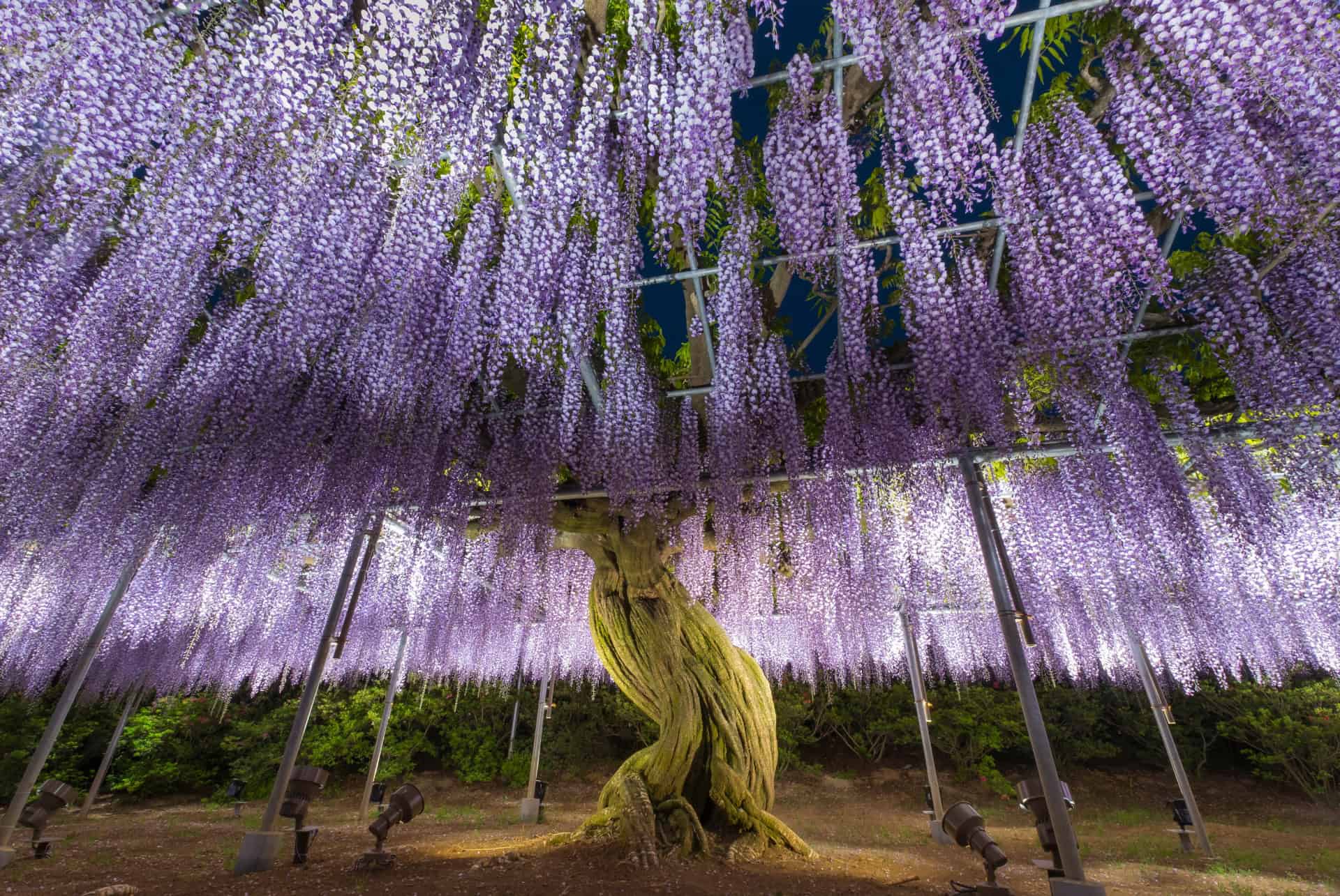 glycine ashikaga wisteria festival