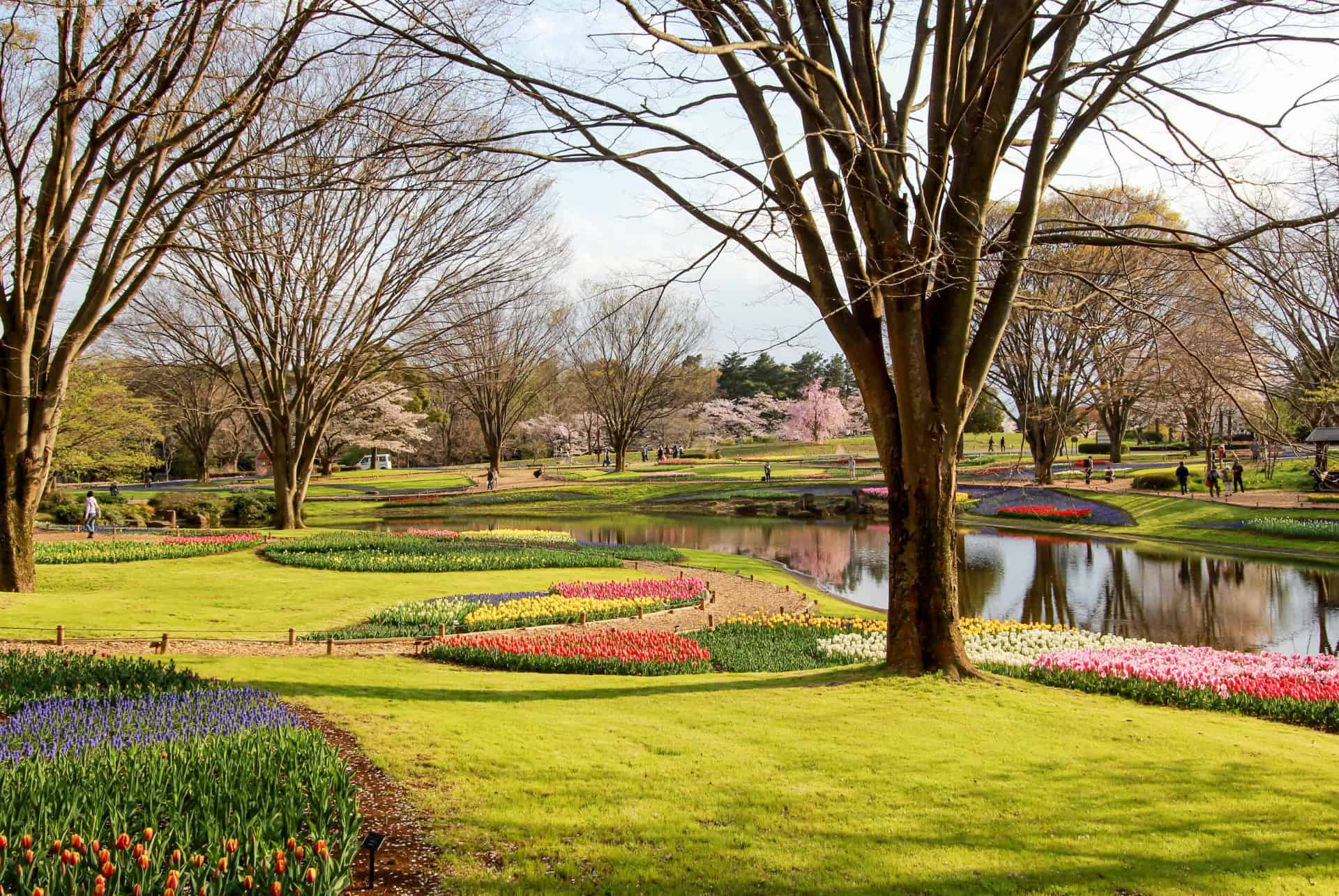 showa memorial park japon