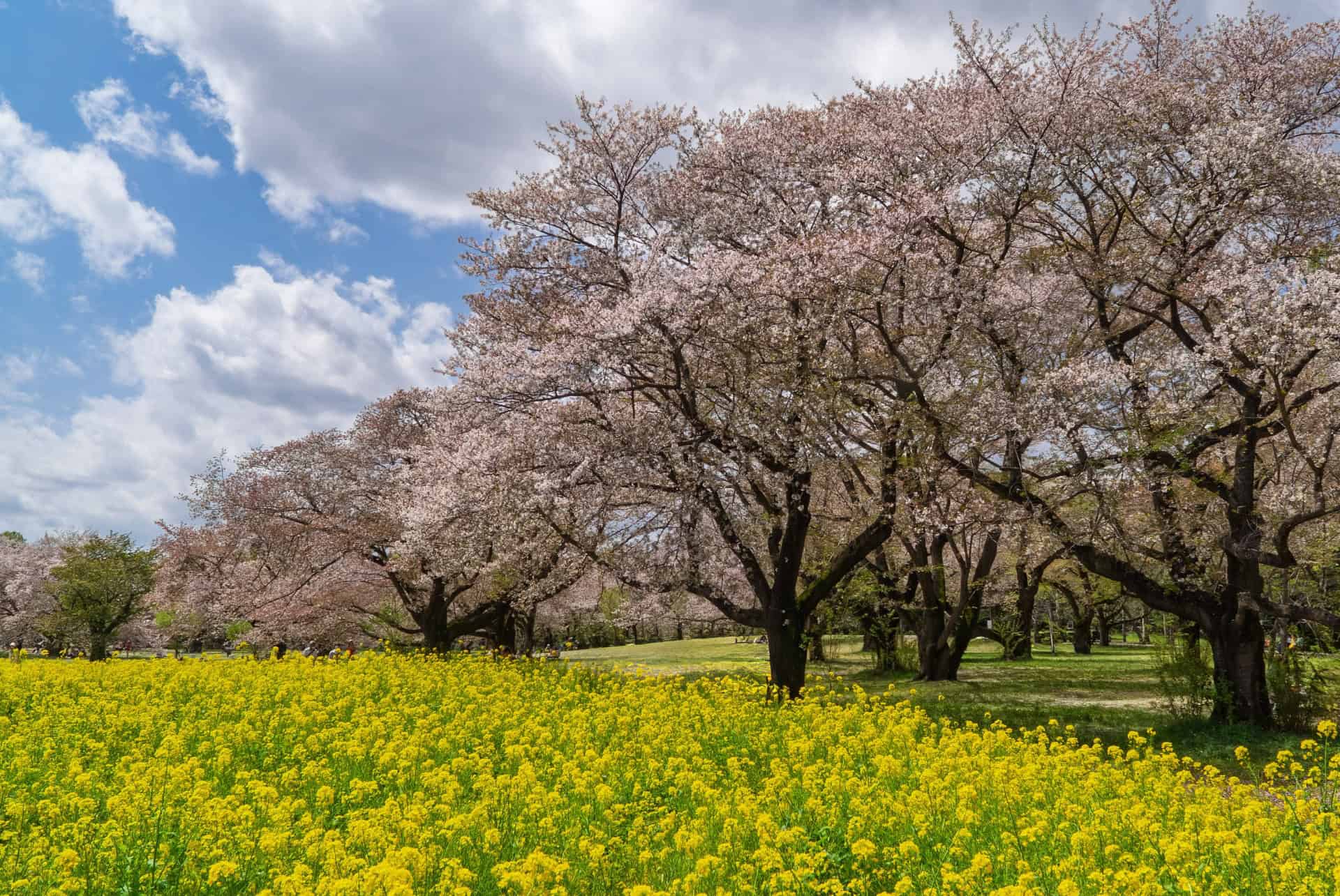 showa memorial park tokyo