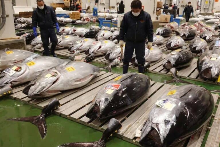 Enchères de Toyosu et marché de Tsukiji